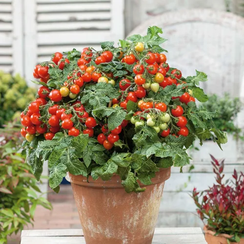 Miniatura 7 de Eden Brothers Semillas de tomate – Semillas de caqui sin OMG para plantar, paquete Semillas de vegetales de bajo mantenimiento, plantas durante