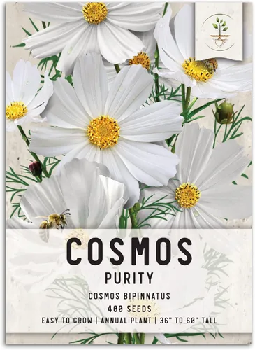 Seed Needs Cosmos Seeds para plantar flores cosmo blancas de pureza, reliquia y flores silvestres polinizadas abiertas para plantar y cultivar un