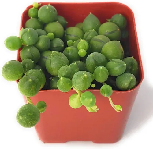 Miniatura 7 de Fat Plants - Colección de suculentas colgantes