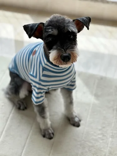 Miniatura 3 de Camisa de cuello alto para perro, lindo bordado de perrito, sudadera súper suave para perro, jersey elástico a rayas para cachorro, para gatos