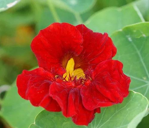 Miniatura 3 de 35 semillas de flor de capuchina 'Emperatriz de la India' Tropaeolum nanum, premium sin OMG, polinizado abierto, semillas cultivadas en Estados