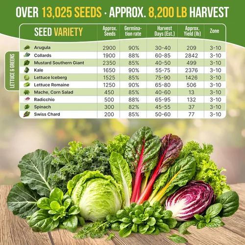 Miniatura 4 de Organo Republic Paquete de Variedad de 10 Semillas de Lechuga y Verduras para Ensalada 13000+ Semillas de Lechuga Reliquia Sin OMG para Plantar