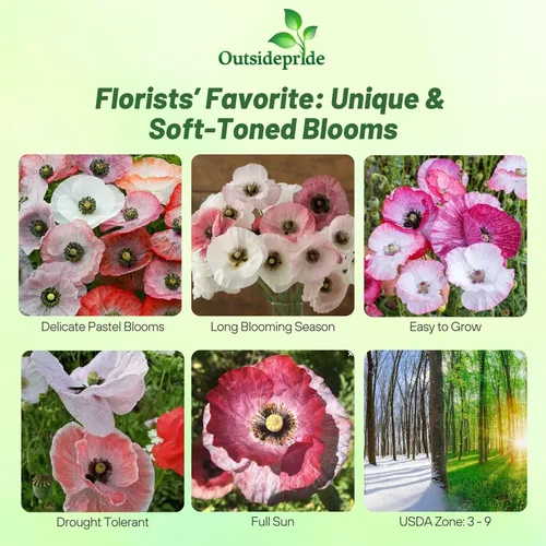 Miniatura 2 de Outsidepride Semillas de amapola de nácar para plantar, 500 piezas anuales, tolerantes a la sequía y fáciles de cultivar semillas de flores