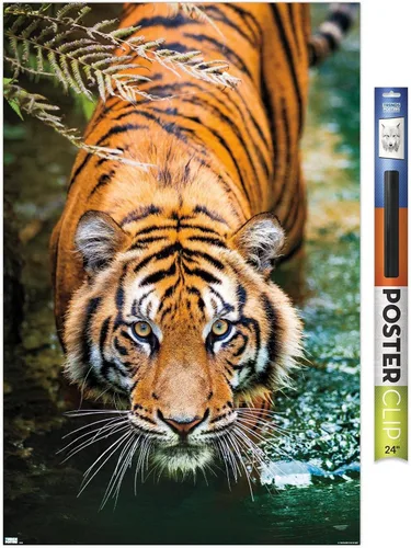 Miniatura 13 de Trends International Tiger - Póster de pared de agua, 14.725 x 22.375 pulgadas, versión enmarcada de madera de granero