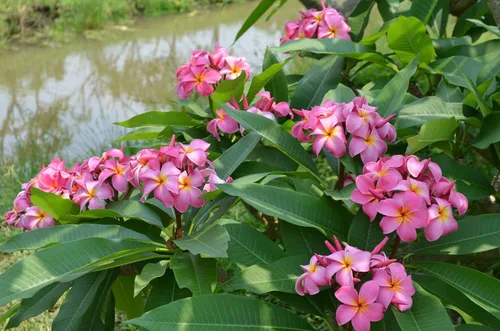 Miniatura 7 de Hawaiian Rare Plumeria Frangipani - Planta esquejes de planta roja, blanca, amarilla, rosa, 10 pulgadas, Discount Hawaiian Gifts LQ4 (rosa)