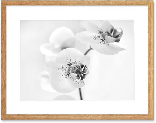 Miniatura 6 de FOTO NATURALEZA PLANTA ORQUIDEA FLOR NEGRO BLANCO MARCO IMPRESIÓN F12X4368