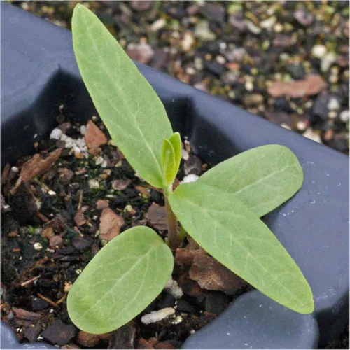 Miniatura 6 de Seed Needs Pink Swamp Semillas de algodoncillo para plantar, reliquia y sin tratar, cultiva un jardín de mariposas para atraer mariposas monarca