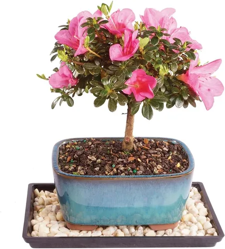 Miniatura 16 de Brussel's Bonsai Live Satsuki Azalea - Árbol bonsái floreciente - Grande, 8 años de edad, 10 a 14 pulgadas - Maceta de cerámica para bonsái