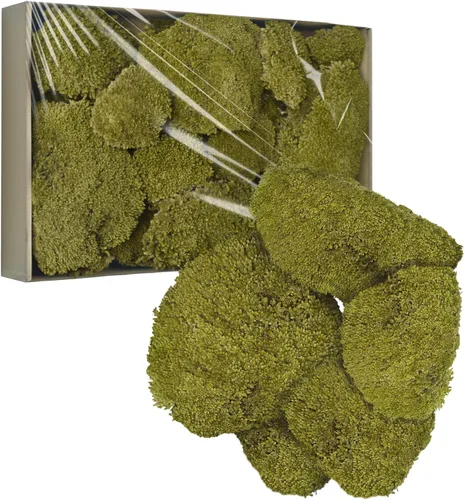 Miniatura 11 de TurelinnG Decoración de musgo preservado, musgo de bosque real, musgo para manualidades, flexible para manualidades, hogar, pared, terrario