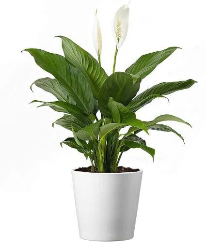 American Plant Exchange Lirio de Paz, Planta Viva de Spathiphyllum, Planta de Interior con Flores, Maceta de 4 Pulgadas, Cubierta Decorativa,