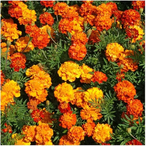 Miniatura 4 de Everwilde Farms - 500 semillas de flores silvestres de caléndula francesa Sparky Mix - Paquete de semillas jumbo Gold Vault