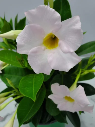 Miniatura 9 de Tropical Plants of Florida - Arbusto blanco de Dipladenia - Altura total de 14 pulgadas - Maceta de 6 pulgadas (1 galón) (solo planta)