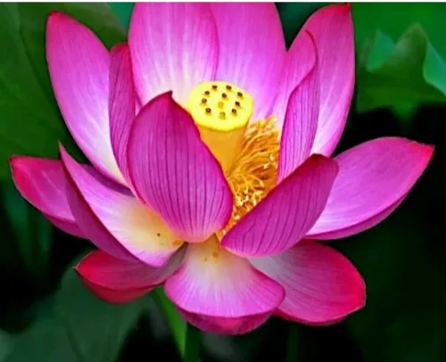 25 semillas de loto bonsái, tazón de semillas de loto, flor de lirio de agua. Mezcla acuática comestible, semillas de loto ideales para principiantes