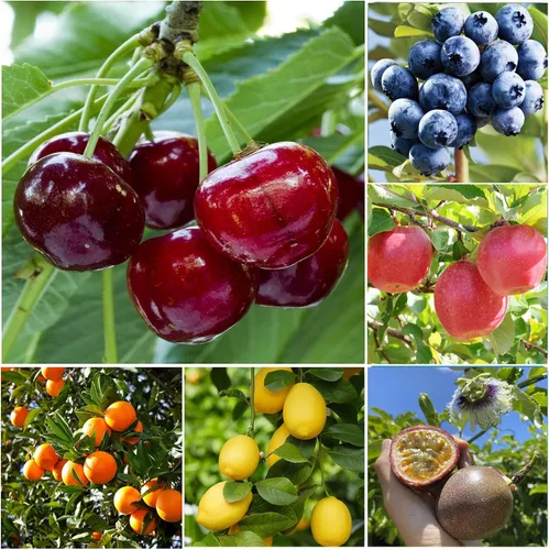 Semillas de frutas mixtas para plantar, 40 unidades, limón, naranja, manzana, maracuyá, 10 unidades, arándano, 10 unidades, cereza, semillas frescas