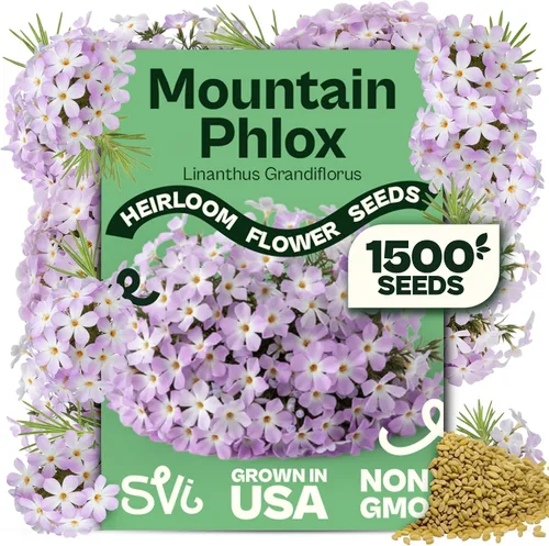 Miniatura 20 de Queen Anne 's Lace- 200 semillas – 50% de descuento venta