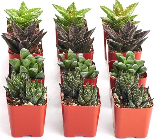 Miniatura 4 de Shop Succulents Colección Haworthia Surtido de plantas suculentas de interior de aloe en miniatura totalmente arraigadas seleccionadas a mano