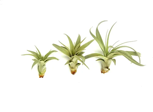 Miniatura 4 de ragnaroc Air Plants - Tillandsia Xerographica Pups, grandes 4-6 pulgadas, 2 unidades, llegada en vivo garantizada, plantas