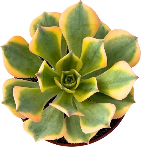 Miniatura 2 de Plantas suculentas Aeonium Sunburst de 4 pulgadas, plantas suculentas raras totalmente enraizadas en suelo suculento, planta viva única