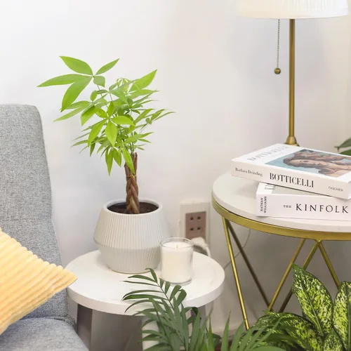 Miniatura 6 de Árbol de dinero trenzado de tocón de Pachira (4 pulgadas), plantas de interior de la suerte, plantas de interior decorativas únicas de 4/6 pulgadas