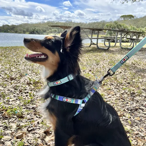 Miniatura 2 de Pawtitas Collar reflectante para perros y cachorros, collar de alta visibilidad con bandas reflectantes, collar ajustable para perro resistente