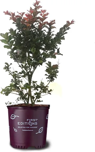 Miniatura 32 de American Plant Exchange Black Diamond Shell Pink Crape Myrtle Tree Live, maceta de 1 galón, 1-1.5 pies de alto, flores rosas vibrantes, tolerantes a