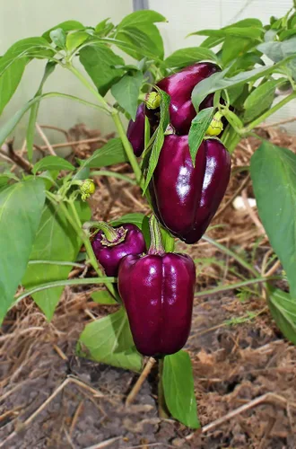 Miniatura 3 de Semillas de pimiento dulce lila morado vegetal gigante para plantar reliquia sin OMG