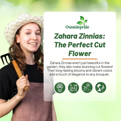 Miniatura 6 de Outsidepride - Zinnia Elegans, 100 semillas anuales, Marylandica Zahara Flower Seed Mix, mezcla de semillas de flores para plantar