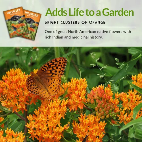 Miniatura 6 de Semillas de algodoncillo de mariposa para plantar, reliquia Asclepias Tuberosa, flores naranjas nativas para mariposas monarca y jardines