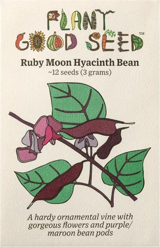 Miniatura 12 de Plant Good Seed Semillas orgánicas de frijol dragón para plantar: vegetales de arbusto de reliquia, vainas blancas y moradas - Paquete de 18 semillas