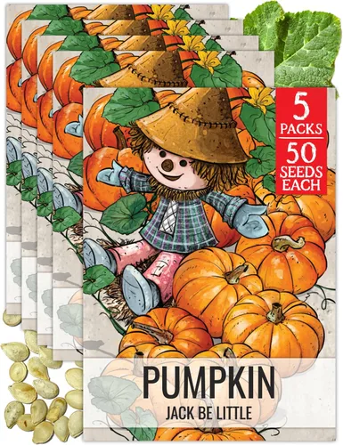 Miniatura 17 de Seed Needs, Jack O' Lantern - Semillas de calabaza – 25 semillas tradicionales para plantar Cucurbita Pepo – Sin OMG y sin tratar, ideal para tallar
