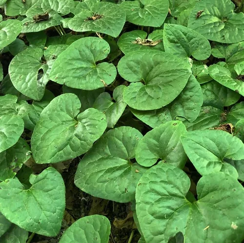 Miniatura 4 de 5 raíces de jengibre silvestre, plantas vivas de jengibre canadiense, cobertura del suelo, Asarum canadense (paquete de 5)