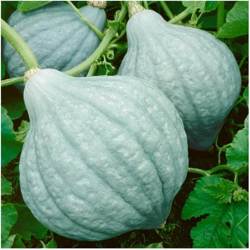 Miniatura 2 de Everwilde Farms - Semillas de calabaza de invierno Hubbard azul orgánico de 1 onza - Paquete Gold Vault