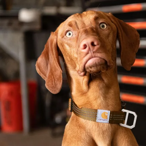 Miniatura 5 de Carhartt Collares de cincha de nylon totalmente ajustables para perros, costuras reflectantes para visibilidad, Grande Naranja cazador