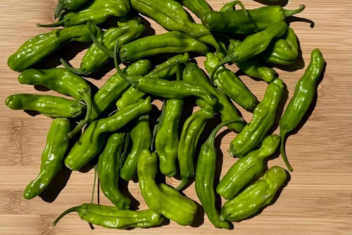 Miniatura 5 de Plant Good Seed Semillas de pimiento Shishito orgánicas, paquete de 30, semillas tradicionales para plantar verduras, suministros de jardinería