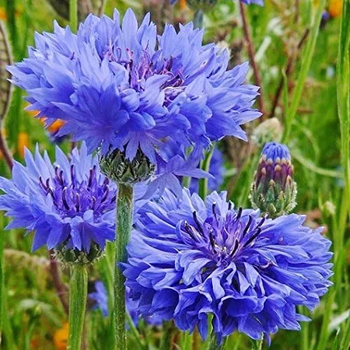 Miniatura 2 de Semillas de botón de aciano/soltero a granel sin OMG - Tall Blue Centaurea cyanus (1 lb) 90,000 semillas