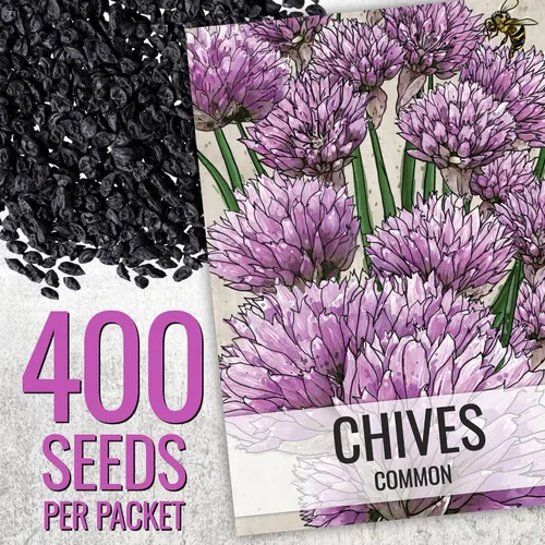 Miniatura 2 de Seed Needs Semillas de cebollino para plantar ajo y hierbas comunes de cebollino, herencia sin OMG y semillas de jardín sin tratar para plantar un