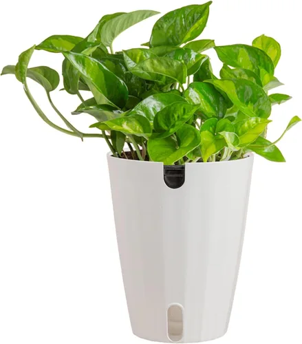 Miniatura 17 de Costa Farms - Aglaonema, planta de interior viva, auto-riego, maceta decorativa, 1 pie de alto, colección Trending Tropicals Maceta de decoración