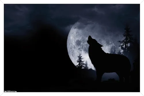 Miniatura 14 de Trends International Póster de pared de lobo - aullido, 14.725 x 22.375 pulgadas, versión enmarcada de madera de granero