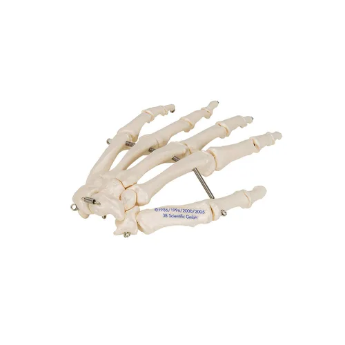 Miniatura 7 de 3B Scientific Esqueleto de mano A40 montado en alambre - 3B Smart Anatomy