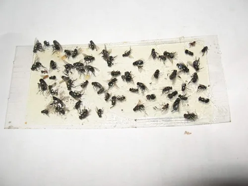 Miniatura 2 de Paquete de 10 trampas adhesivas para grillo, cucaracha/escorpión de camello