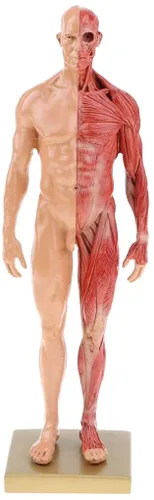 Miniatura 8 de BONEW Resina masculina y femenina de 11.8 in, anatomía anatómica humana, cabeza de cráneo, modelo de cuerpo, modelo de hueso muscular