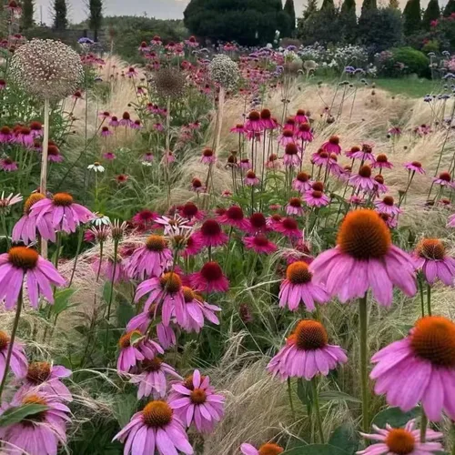 Miniatura 3 de 100 semillas de equinácea morada – Semillas de flores de equinácea rosa para plantar, variedad de reliquia sin OMG para jardines de flores silvestres