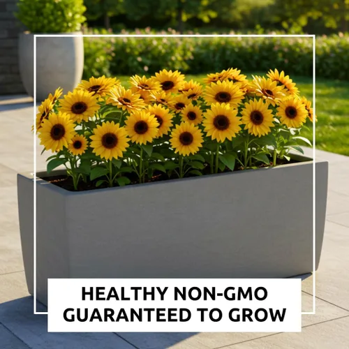 Miniatura 6 de Semillas de girasol de aceite negro para plantar, más de 100 semillas, fabricadas en Estados Unidos, atraen pájaros, producen aceite de girasol