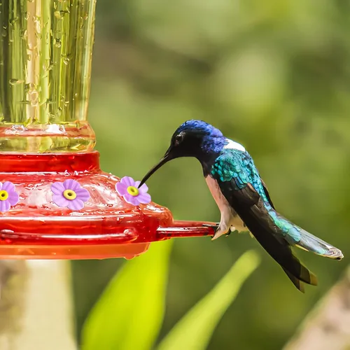 Miniatura 5 de 20 piezas de repuesto para comedero de colibríes con cepillo de limpieza, piezas de repuesto para alimentador de flores (morado)