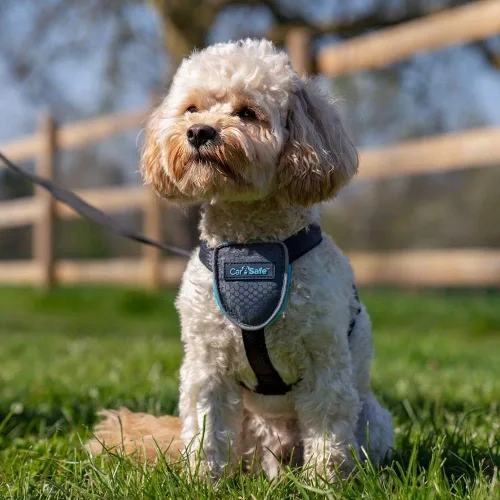 Miniatura 3 de CarSafe Arnés de viaje para perro, seguro de forma segura para perro en el automóvil, garantiza leyes de carretera y términos de seguro cuando