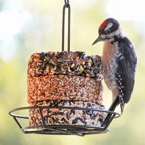 Miniatura 5 de Audubon Park Pila de Snacks de Frutas y Nueces para Aves Silvestres, Pastel de Semillas para Comederos Exteriores, Pack de 6