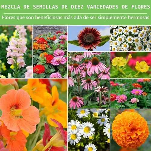 Miniatura 4 de Colección de 10 semillas de flores para plantar Zinnia, girasol, caléndula, boca de dragón, capuchina, gloria de la mañana, manzanilla, margarita