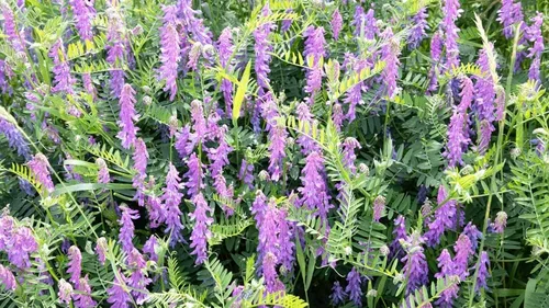 Semillas de arveja peluda para plantar, cultivo de cobertura, granos, pastos de abejas, polinizadores, semillas de vida silvestre (22 libras)