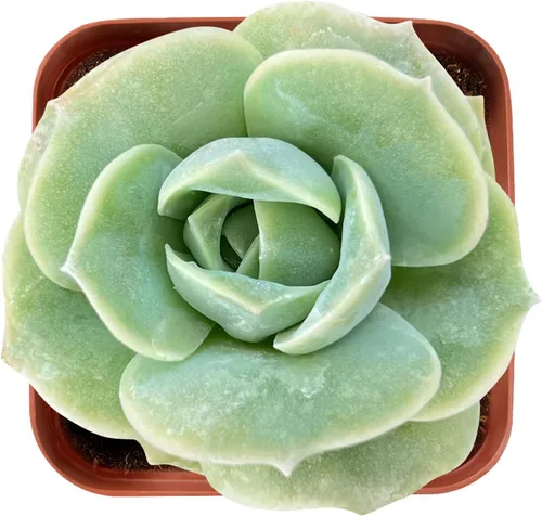 Miniatura 15 de Sprout N Green Echeveria 'Baekya', planta suculenta viva de 'White Night' totalmente enraizada en maceta de 2 pulgadas, decoración de boda