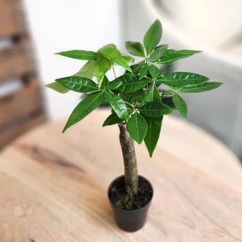 Miniatura 9 de Planta de Árbol de Dinero Viva, Árbol de Dinero Pachira Aquatica, Árbol de Dinero Feng Shui Pachira Aquatica, Planta Pachira Bonsai en Maceta